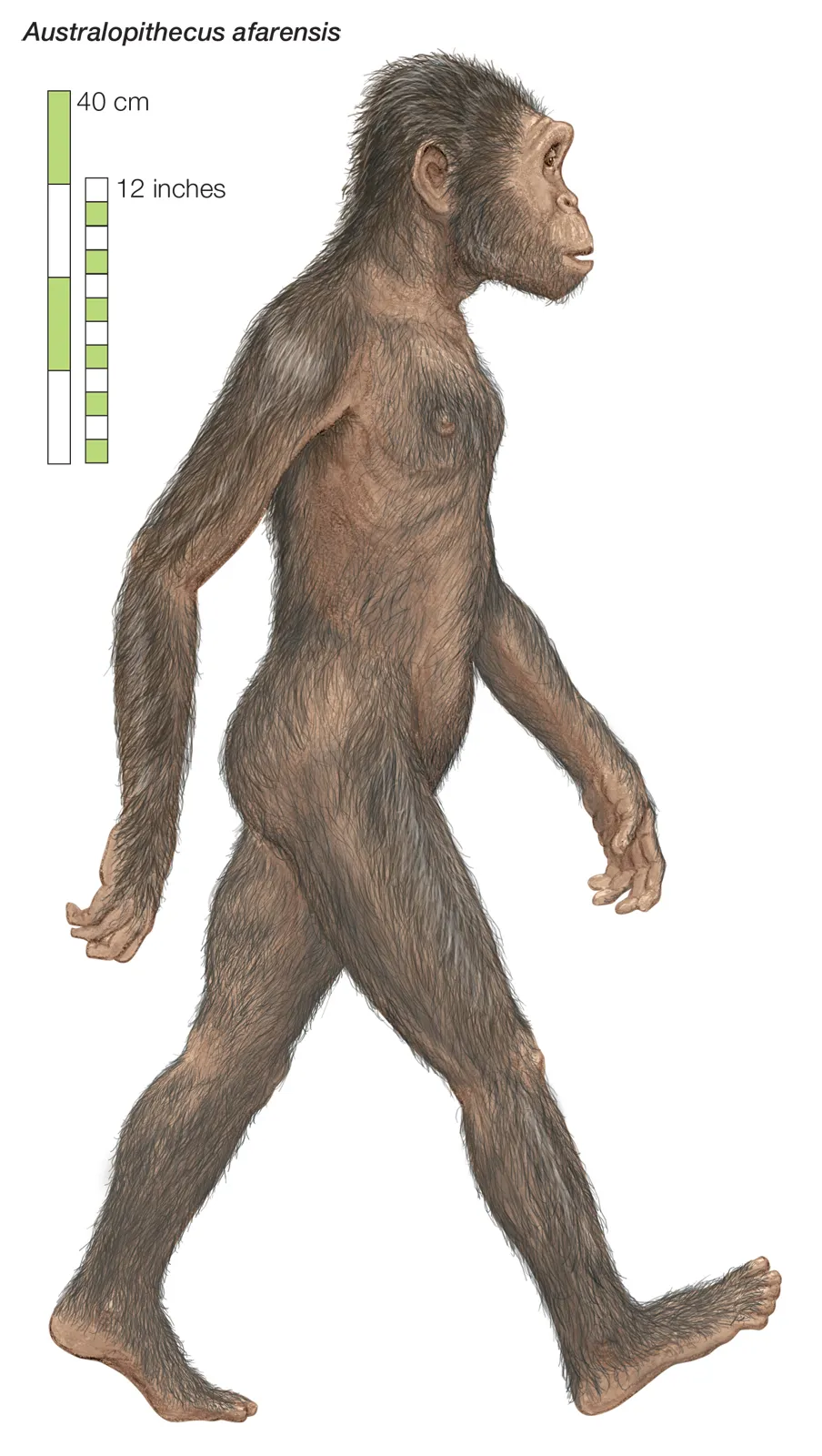 <p><span>Early hominins that walked upright but still had small brains and some ape-like features</span></p>