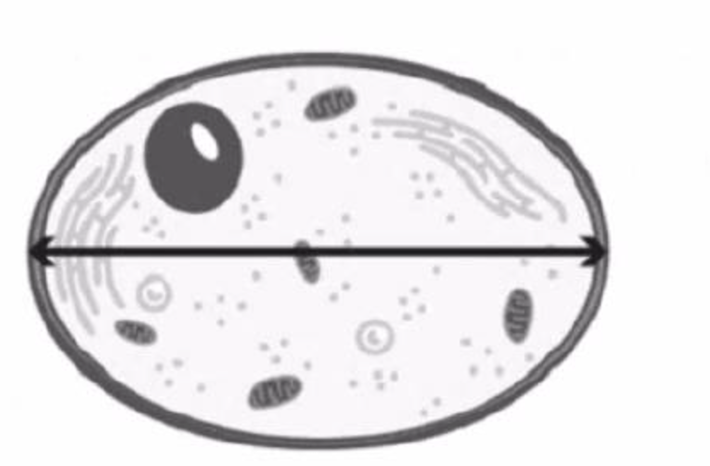 <p>b. Diameter</p>