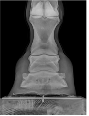 <p>where is the NB superimposed on a DP</p>