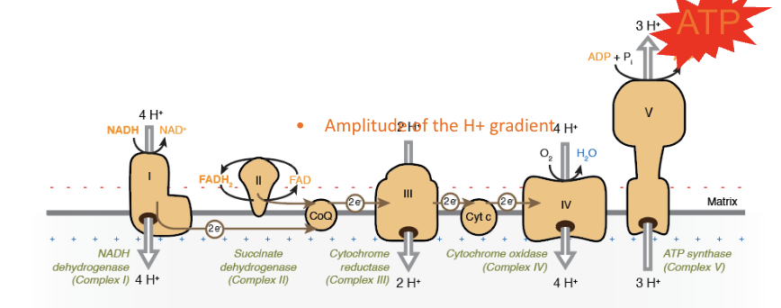 <p><span style="background-color: transparent;">Connected through a proton gradient across the inner mitochondrial membrane</span></p><p><span style="background-color: transparent;">1) NADH → Complex I and FADH₂ → Complex II donate electrons. </span></p><p><span style="background-color: transparent;">2) Electrons travel: </span></p><ul><li><p><span style="background-color: transparent;">Complex I/II → CoQ → Complex III → cytochrome c → Complex IV </span></p></li><li><p><span style="background-color: transparent;">Complexes I, III, and IV pump H⁺ from the mitochondrial matrix into the intermembrane space. </span></p></li><li><p><span style="background-color: transparent;">Complex II does NOT pump H⁺. </span></p></li></ul><p>3) <span style="background-color: transparent;">At Complex IV, O₂ is the final electron acceptor and combines with electrons + H⁺ → H₂O. </span></p><p><span style="background-color: transparent;">4) H⁺ accumulation in the intermembrane space creates an electrochemical gradient = potential energy. </span></p><p><span style="background-color: transparent;">5) H⁺ flows back into the matrix through ATP synthase (Complex V) → energy drives ADP + Pi → ATP. </span></p><ul><li><p><span style="background-color: transparent;">Complex I = 4 H⁺ </span></p></li><li><p><span style="background-color: transparent;">Complex III = 4 H⁺ </span></p></li><li><p><span style="background-color: transparent;">Complex IV = 2 H⁺</span></p></li></ul><p></p>