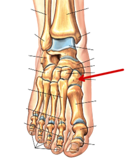 <p>Foot Bones</p>