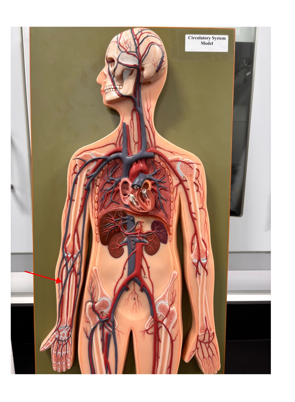 <p>name the blood vessel</p>