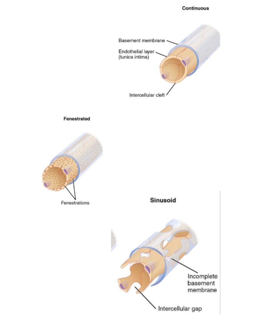 <p><span style="line-height: 20.925px;"><strong>Endothelial structure affects capillary&nbsp;Kf (fenestrations/permeability)</strong></span></p><p class="Paragraph SCXW58168880 BCX4" style="text-align: left;"><span style="line-height: 20.925px;"><strong>Continuous&nbsp;</strong></span><span style="line-height: 20.925px; background-color: var(--clrSelection,#c6c6c6) !important;">&nbsp;</span></p><ul><li><p class="Paragraph SCXW58168880 BCX4" style="text-align: left;"><span style="line-height: 20.925px;">Most capillary beds</span><span style="line-height: 20.925px; background-color: var(--clrSelection,#c6c6c6) !important;">&nbsp;</span></p></li></ul><p class="Paragraph SCXW58168880 BCX4" style="text-align: left;"><span style="line-height: 20.925px;"><strong>Fenestrated&nbsp;</strong></span><span style="line-height: 20.925px; background-color: var(--clrSelection,#c6c6c6) !important;">&nbsp;</span></p><ul><li><p class="Paragraph SCXW58168880 BCX4" style="text-align: left;"><span style="line-height: 20.925px;">Kidneys</span><span style="line-height: 20.925px; background-color: var(--clrSelection,#c6c6c6) !important;">&nbsp;</span></p></li></ul><p class="Paragraph SCXW58168880 BCX4" style="text-align: left;"><span style="line-height: 20.925px;"><strong>Sinusoidal/discontinuous</strong></span></p><ul><li><p class="Paragraph SCXW58168880 BCX4" style="text-align: left;"><span style="line-height: 20.925px;">Liver/ spleen</span><span style="line-height: 20.925px; background-color: var(--clrSelection,#c6c6c6) !important;">&nbsp;</span></p></li></ul><p class="Paragraph SCXW58168880 BCX4" style="text-align: left;"><span style="line-height: 20.925px;">More fenestrations------> higher&nbsp;Kf</span><span style="line-height: 20.925px; background-color: var(--clrSelection,#c6c6c6) !important;">&nbsp;</span></p>