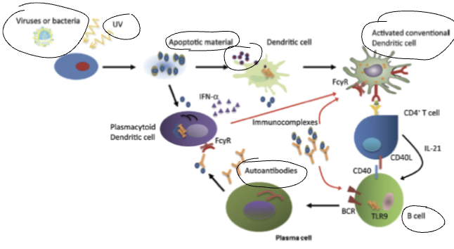 <p><span style="background-color: transparent;">_______<strong> Pathophysiology</strong></span></p><ul><li><p><span style="background-color: transparent;">The accepted model for <strong>pathogenesis</strong> involves a <strong><u>trigger</u> e.g. <u>UV light, bacteria or viral infections</u></strong>.&nbsp;</span></p></li><li><p><span style="background-color: transparent;"><strong><u>Cell apoptosis</u></strong> <strong>related to <u>UV or viral/bacterial infections</u></strong> → <strong><u>nucleic-acid</u> mediated immune response</strong> via <strong>activation of <u>dendritic cells (DC) + B cells</u></strong></span></p></li></ul><p></p>
