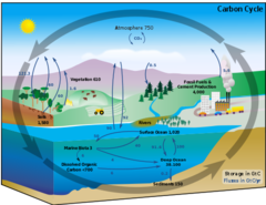 <p>Comprises evaporation, condensation, precipitation, infiltration(when liquid substance passes into or through a material or organization, through filtering or seeping), and transpiration(plants absorb water through their roots and then give off water vapor from their leaves).</p>