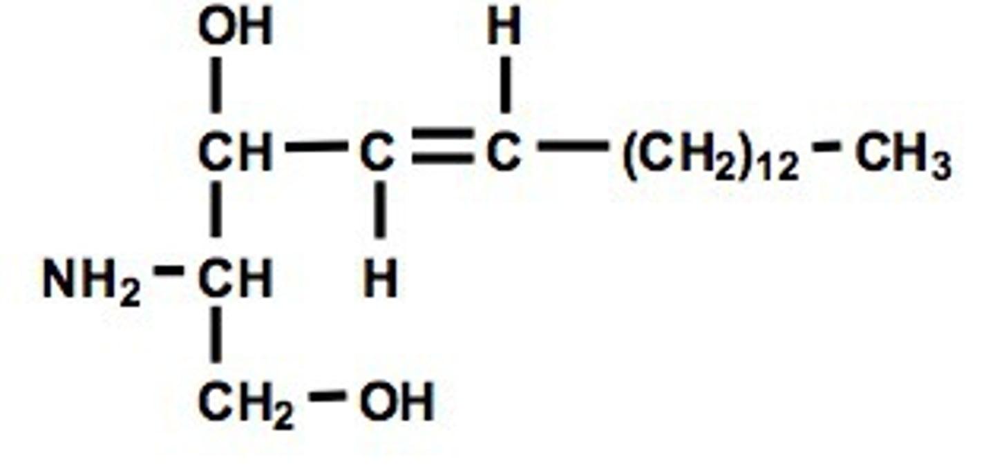 <p>Lipids with a sphingosine backbone, 4 classes: ceramide, sphingomyelins, glycosphingolipids, gangliosides. Can be phospholipids or glycolipids</p>
