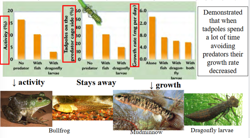 <p>time spent avoiding predators can mean less time spent eating or finding mates</p><p>e.g. presence of predators (fish or dragonfly larva) affects prey (tadpole)</p><p>when tadpoles spent a lot of time avoiding predators, their growth rate decreased</p><p>see figure 12.10 in text for a second example with snails and crabs</p>