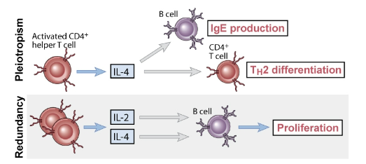 <p>Pleotropism: one cytokine can act on different cell types and mediate diverse biological effects</p><p>Redundancy: multiple cytokines can have same functional effects</p><p></p>