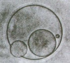 <p>Prebiotic lipid vesicles that isolate an internal environment to maintain homeostasis.</p>