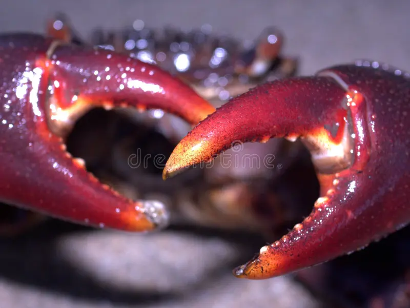 <p>pincers</p>