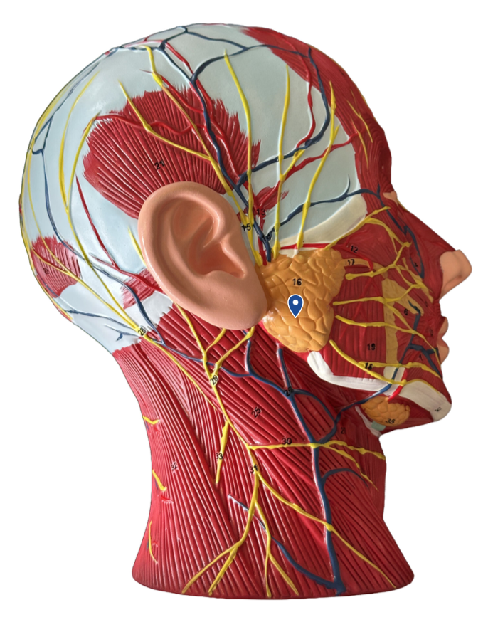 <p>Name this gland.</p>