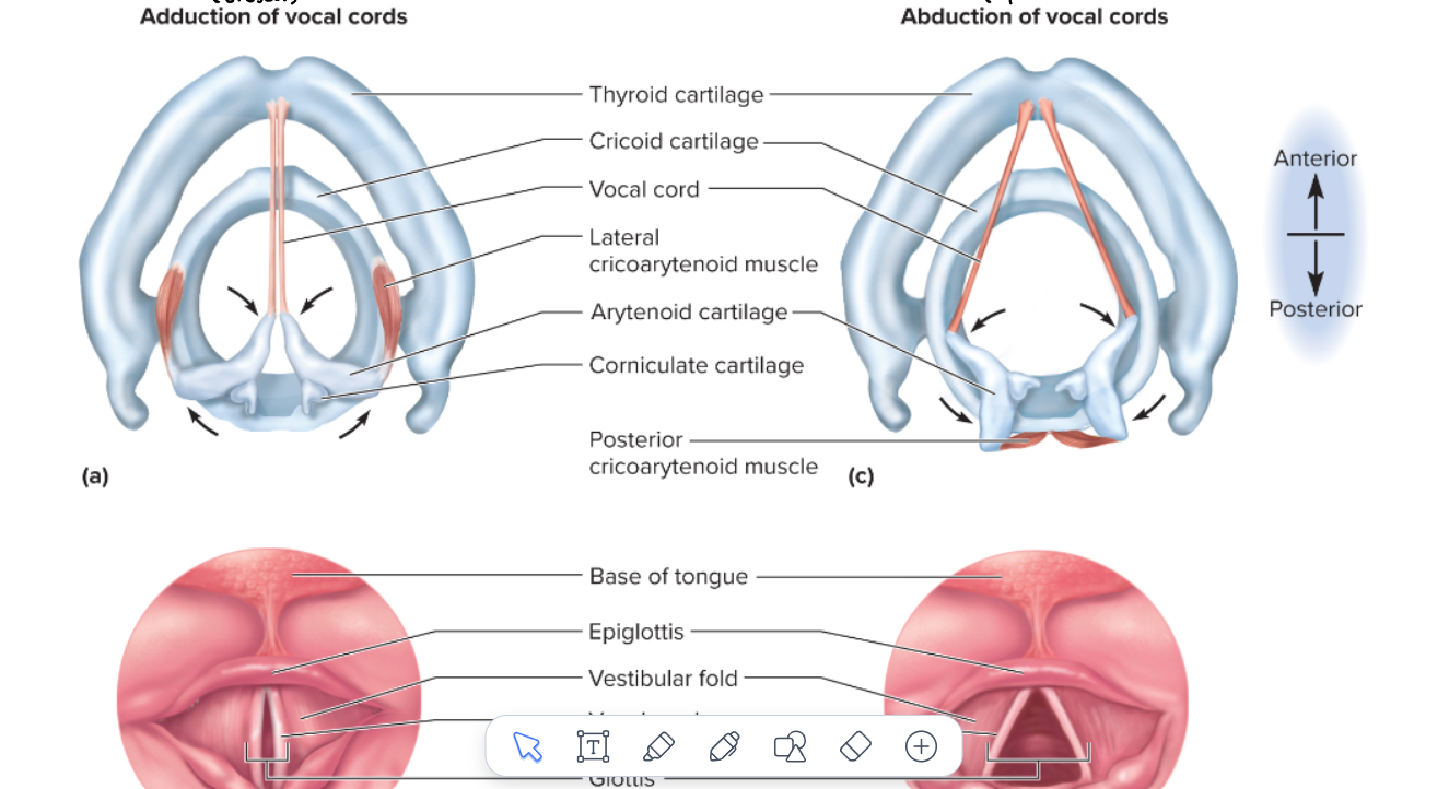 <p>adduction v. abduction of the vocal chords</p>