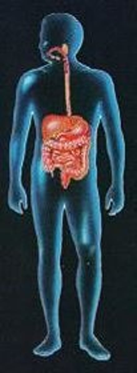 <p>Breaks down food and absorbs nutrients.</p>