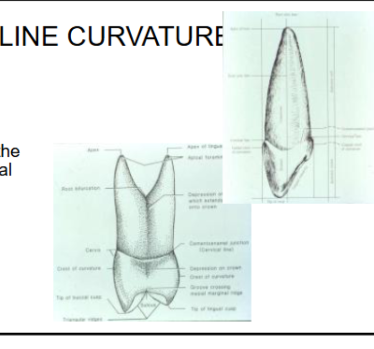 <p>The depth of curvature of the cervical line is related to widths and lengths of the crown and interproximal contact area</p>