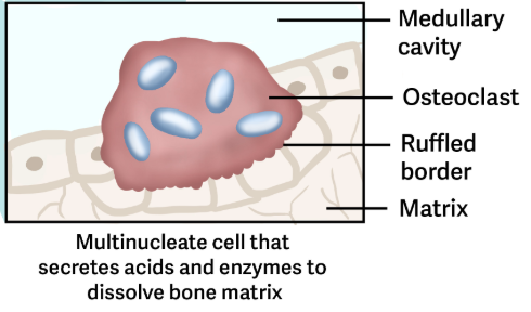 <p>Are bone absorbing cells </p><ul><li><p>Secrete acids that break down bone, remove worn cells, and therefore deposits calcium in blood, which has been removed from the bone matrix </p><ul><li><p><span style="color: yellow;">They are found on bone surfaces are multinucleated, and originate  from monocytes and macrophages</span>. </p></li></ul></li></ul><p></p>