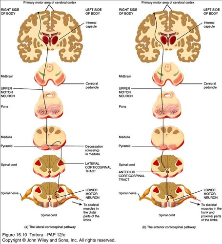<p>The corticospinal tract synapses primarily with spinal nerves, while the corticobulbar tract synapses with cranial nerves</p>