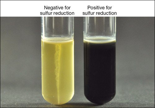 <ul><li><p>black color in SIM test is + for sulfur reduction</p></li><li><p>no color for no sulfur reduction -</p></li></ul><p></p>