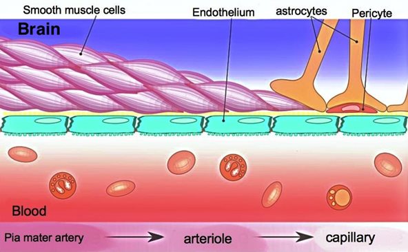 <p>(Astrocytes) Blood-Brain Barrier/BBB</p>