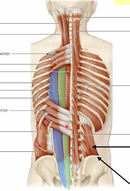 <p>Name green muscle</p>
