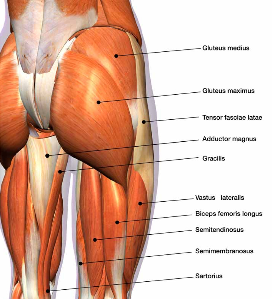 <ul><li><p>the most superficial of the gluteals the forms the prominence of the gluteal region</p></li><li><p>extends from the pelvis to the gluteal tuberosity of the femur</p></li><li><p>extends and externally rotates the thigh at the hip joint, its superior part can produce thigh abduction and its inferior part can produce thigh adduction</p></li></ul><p></p><p>origin → lateroposterior surface of sacrum and coccyx, gluteal surface of ilium (behind posterior gluteal line), thoracolumbar fascia, sacrotuberous ligament</p><p>insertion → iliotibial tract, gluteal tuberosity of the femur</p><p>action → thigh extension and external rotation at the hip joint, superior part abducts thigh, inferior part adducts thigh</p><p>innervation → inferior gluteal nerve (L5, S1, S2)</p><p>blood supply → inferior gluteal and superior gluteal arteries</p>