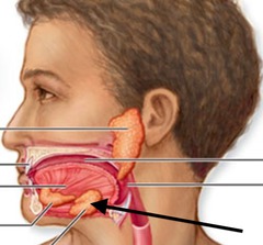<p>Salivary gland located beneath the mandible; secretes mixed serous and mucous fluid.</p>
