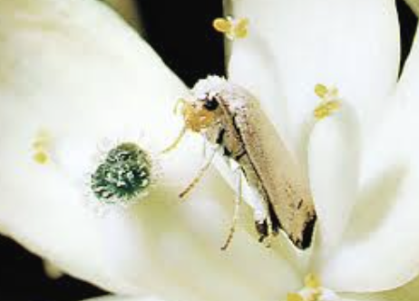 <p>Yucca moth</p>