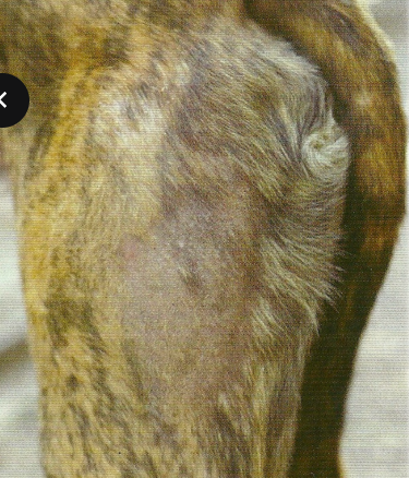 <p>what disease is this?</p>