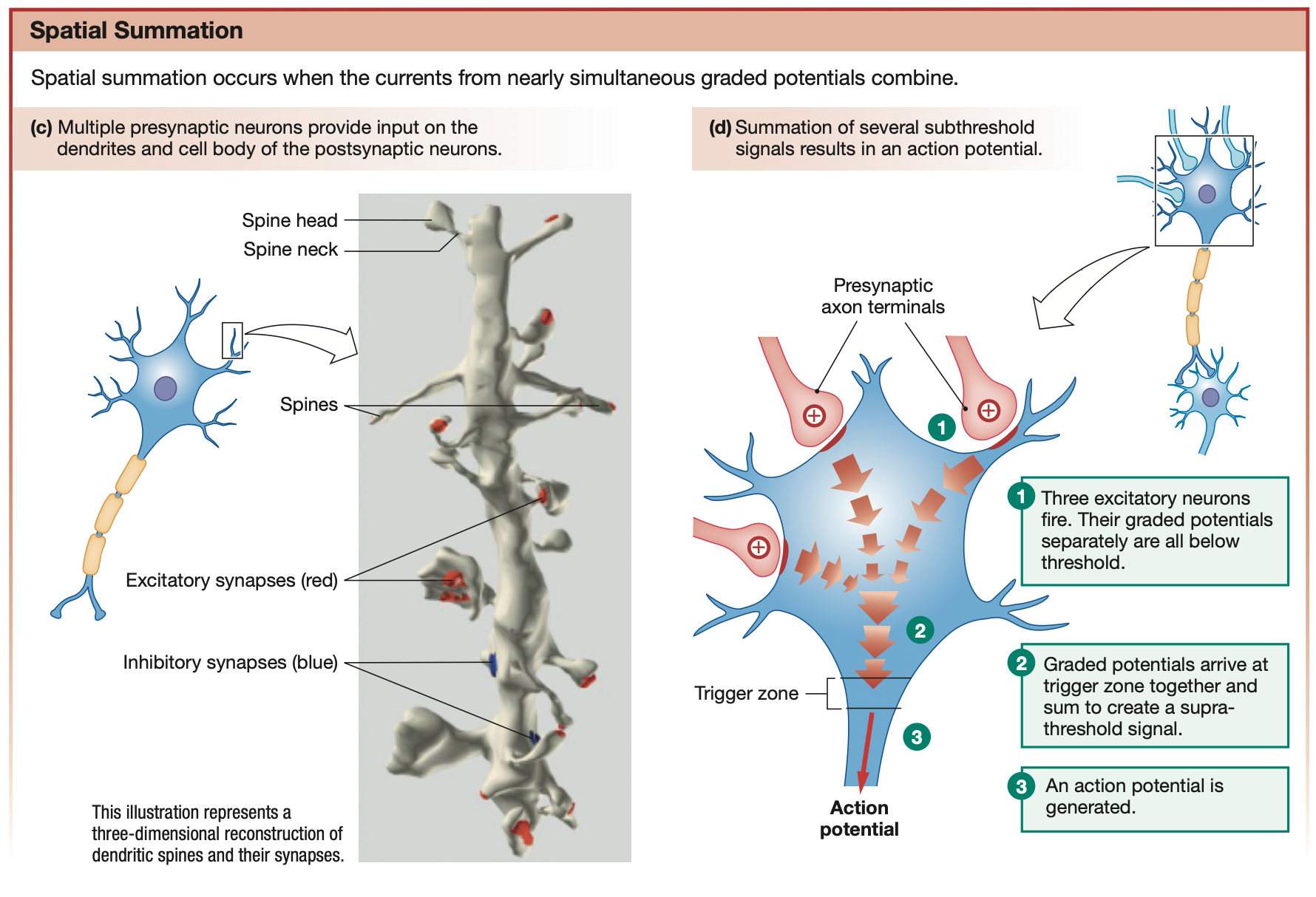 <p>One post-synaptic neuron receives graded potentials from <strong>multiple</strong> pre-synaptic neurons at the same time, in the <mark data-color="yellow" style="background-color: yellow; color: inherit;">same space</mark>. Simultaneous graded potentials can combine (or summate) to reach the threshold potential.</p>