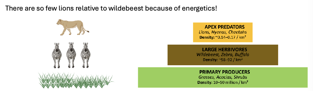 <ul><li><p><span style="color: rgb(245, 238, 238);">The vast grasslands capture enormous amounts of solar energy through photosynthesis (GPP). What's left after plant respiration is potentially available to grazers (NPP). The biomass wildebeest and zebra build (SP) from what they eat is only a fraction of what the grasses produced (NPE). And of that wildebeest and zebra biomass, only around 10% is available to lions because energy is lost at every step of the food chain to respiration, waste, and inefficient transfer (EE).</span></p></li><li><p><span style="color: rgb(245, 238, 238);">There are so few lions relative to wildebeest because of ENERGETICS!</span></p></li></ul><p></p>