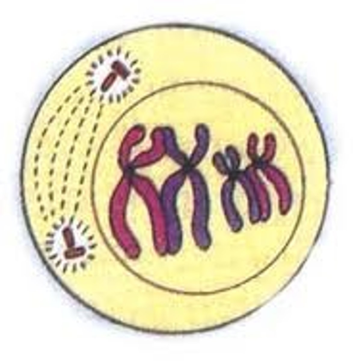 <p>chromosomes are visibly separate and each duplicate chromosome has two noticeable sister chromatids</p>