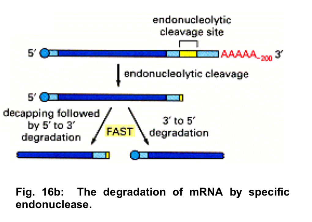 <ul><li><p><strong>endonuclease</strong> (i.e. specific nucleases that cleave the mRNA internally) effectively <u>decaps one end and removes the poly-A tail </u>from the other so that both halves are <u>rapidly degraded </u></p></li><li><p>the mRNAs that are destroyed in this way carry specific nucleotide sequences, often in the 3’ UTRs that serve as recognition sequences for these endonucleases </p></li><li><p>makes it especially simple to tightly regulate the stability of these mRNAs by blocking or exposing the endonuclease site in response to extracellular signals </p></li></ul><p></p>