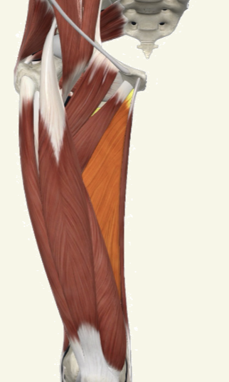 <p>adductor magnus Actions</p>