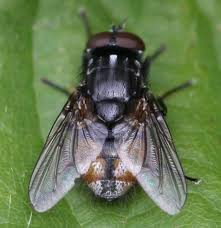 <p>What vector is this?</p>