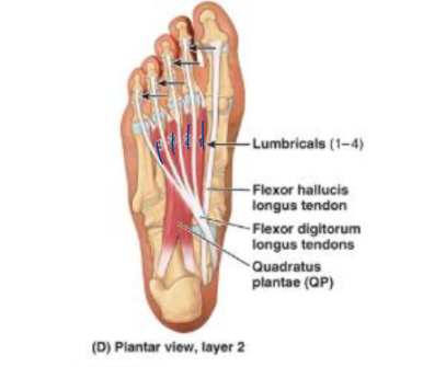 <ul><li><p>quadratus plantae</p></li><li><p>tendon for FDL</p></li><li><p>lumbricals (1-4)</p></li><li><p>tendon for FHL</p></li></ul><p></p>
