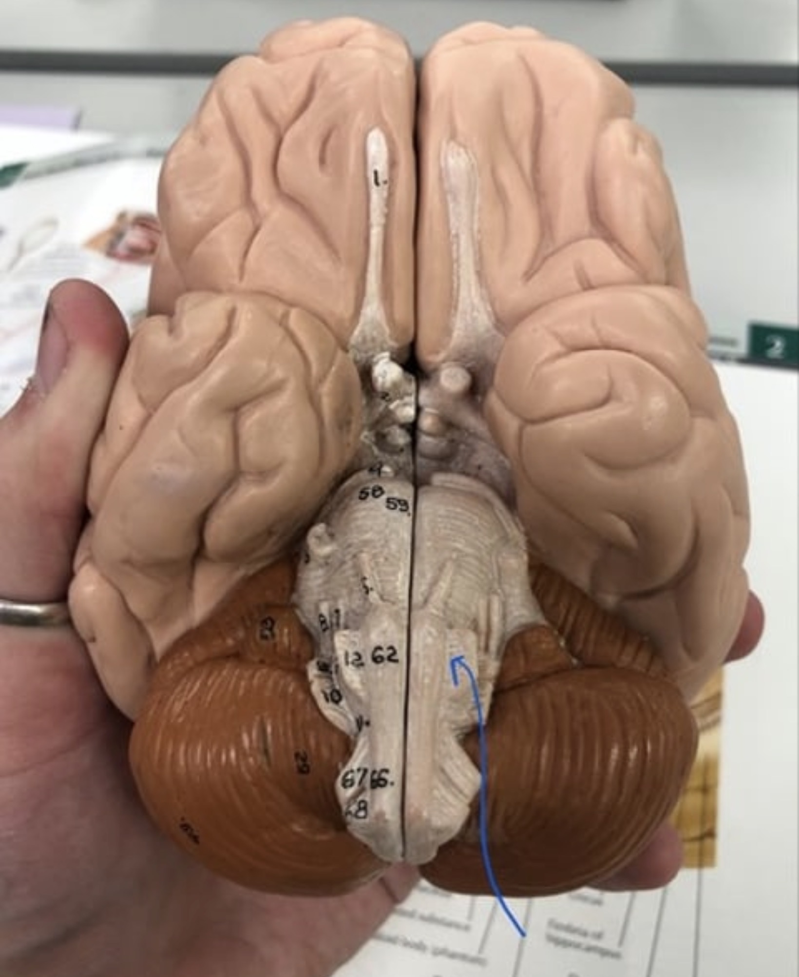 knowt flashcard image