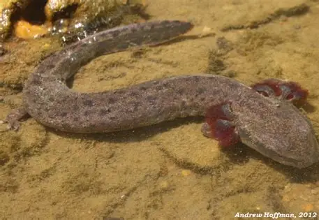 <p>What Amphibian is this?</p>