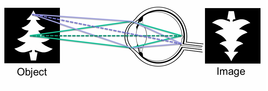 <p>Note that the image is inverted (&amp; left/right reversed) on retina - brain then corrects this</p>