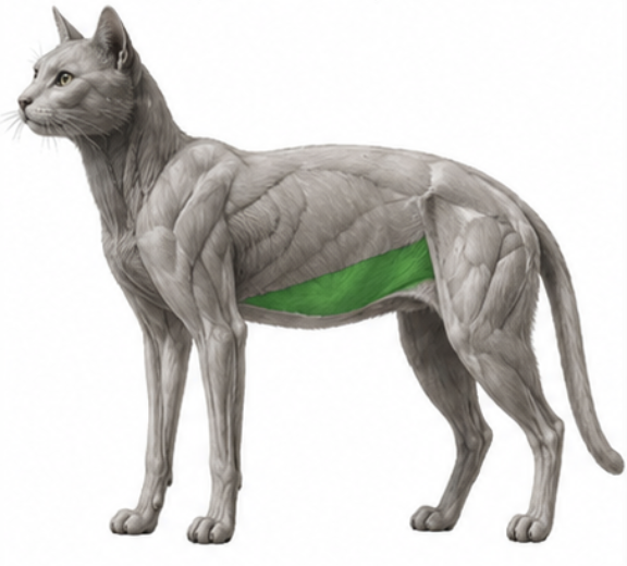 <p>What cat muscle is this?</p>