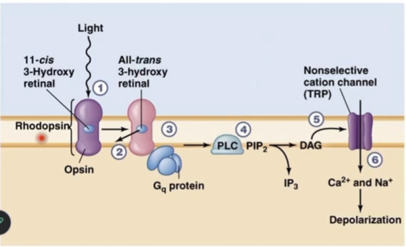 <ol><li><p>11-cis 3-hydroxy retinal absorbs light and isomerizes into all trans 3-hydroxy retinal</p></li><li><p>all trans 3-hydroxy retinal dissociates from opsin</p></li><li><p>activated opsin activates a Gq protein</p></li><li><p>activated Gq activates PLC (phospholipase C), converting PIP2 to DAG and IP3</p></li><li><p>DAG activates a TRP cation channel (non-selective)</p><ol><li><p>gated by IP3 and DAG</p></li></ol></li><li><p>Ca2+ and Na+ enter the cell, depolarizing it</p></li></ol><p></p>