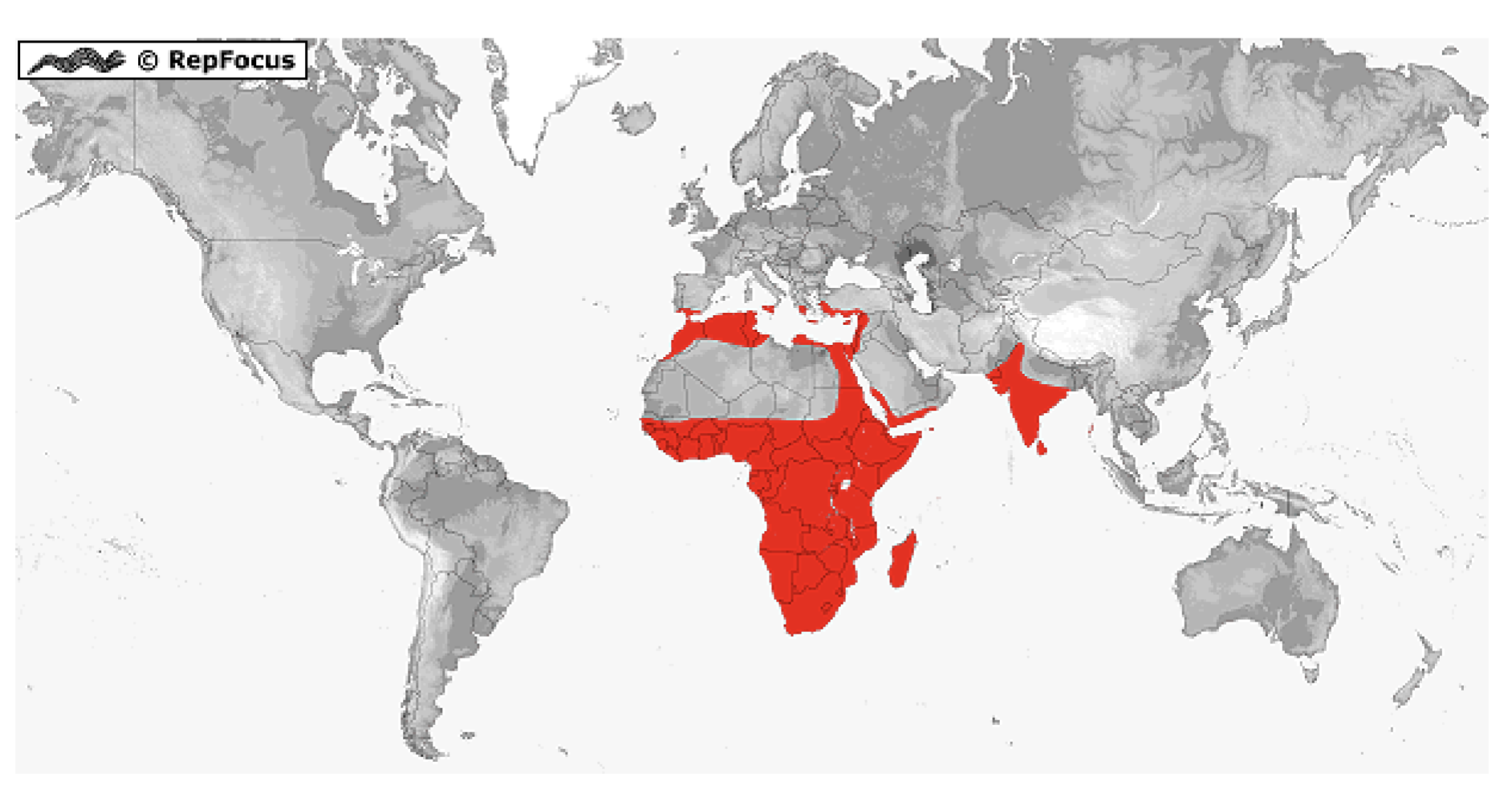 <p>Chamaeleonidae</p>