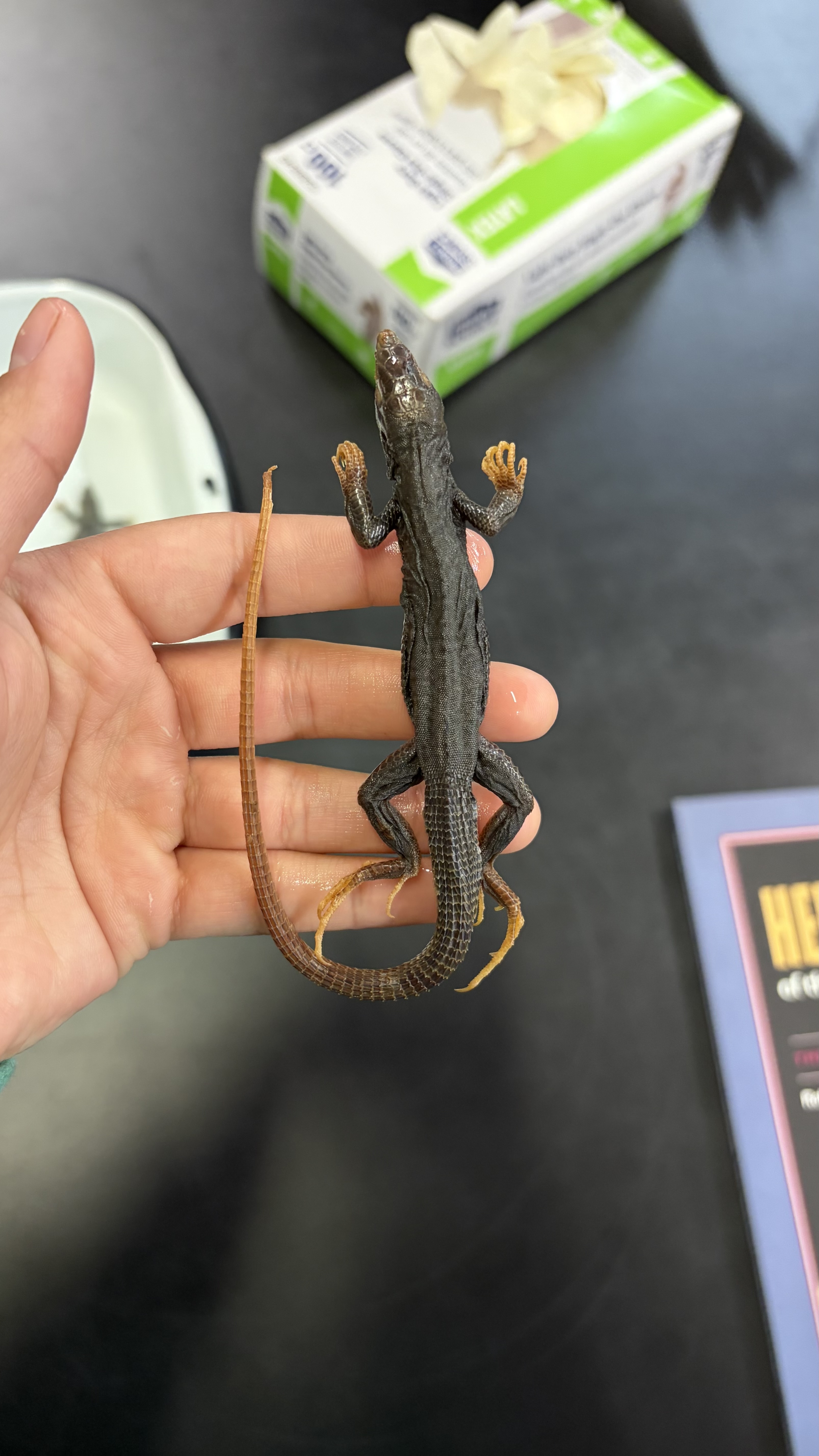 <ul><li><p>very dark color overall</p></li><li><p>very pronounced ventral rectangular scales</p></li><li><p>no lines on back at all</p></li></ul><p></p>