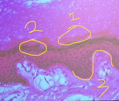 <p>What is the name, structures, location, function and layers of this</p>