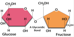 <p>by condensation of a glucose molecule and a fructose molecule</p>