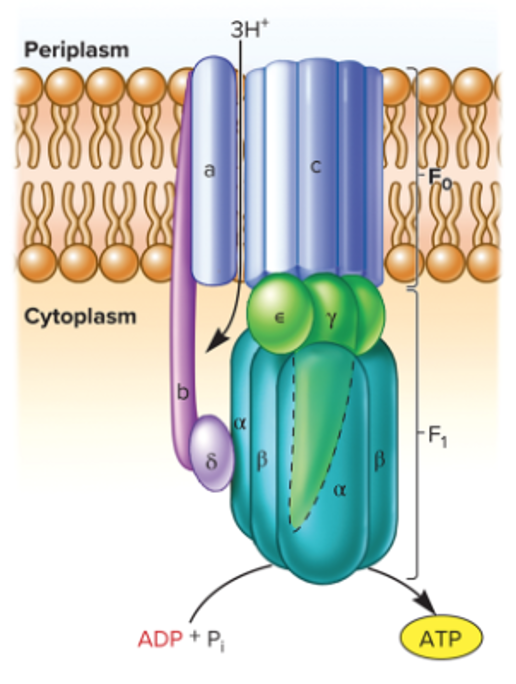 <ul><li><p>mitochondria, bacteria and chloroplast</p></li><li><p>can catalyze ATP hydrolysis</p></li><li><p>pmf drives ATP synthesis using this synthase</p></li><li><p>F<sub>0</sub>: proton conducting channel</p></li><li><p>F<sub>1</sub>: complex that catalyzes ATP synthesis</p></li></ul><p></p>