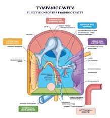 <p>carotid wall </p>