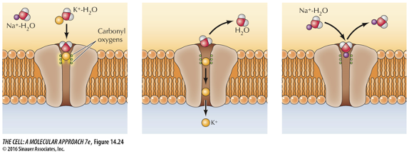 <p>What type of ion channel is this? </p>