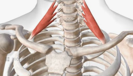 <p>Which muscle is this?</p>