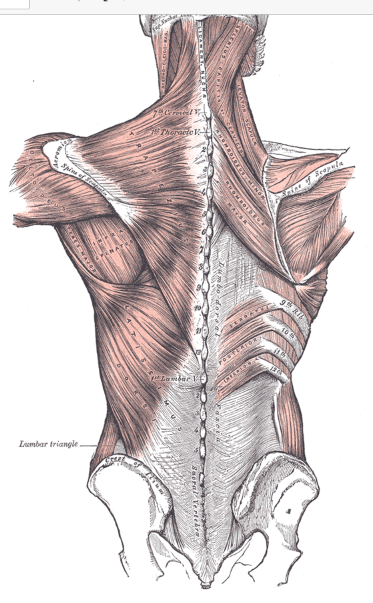 <p>Name the bony landmarks to which thoracolumbar fascia is anchored</p>