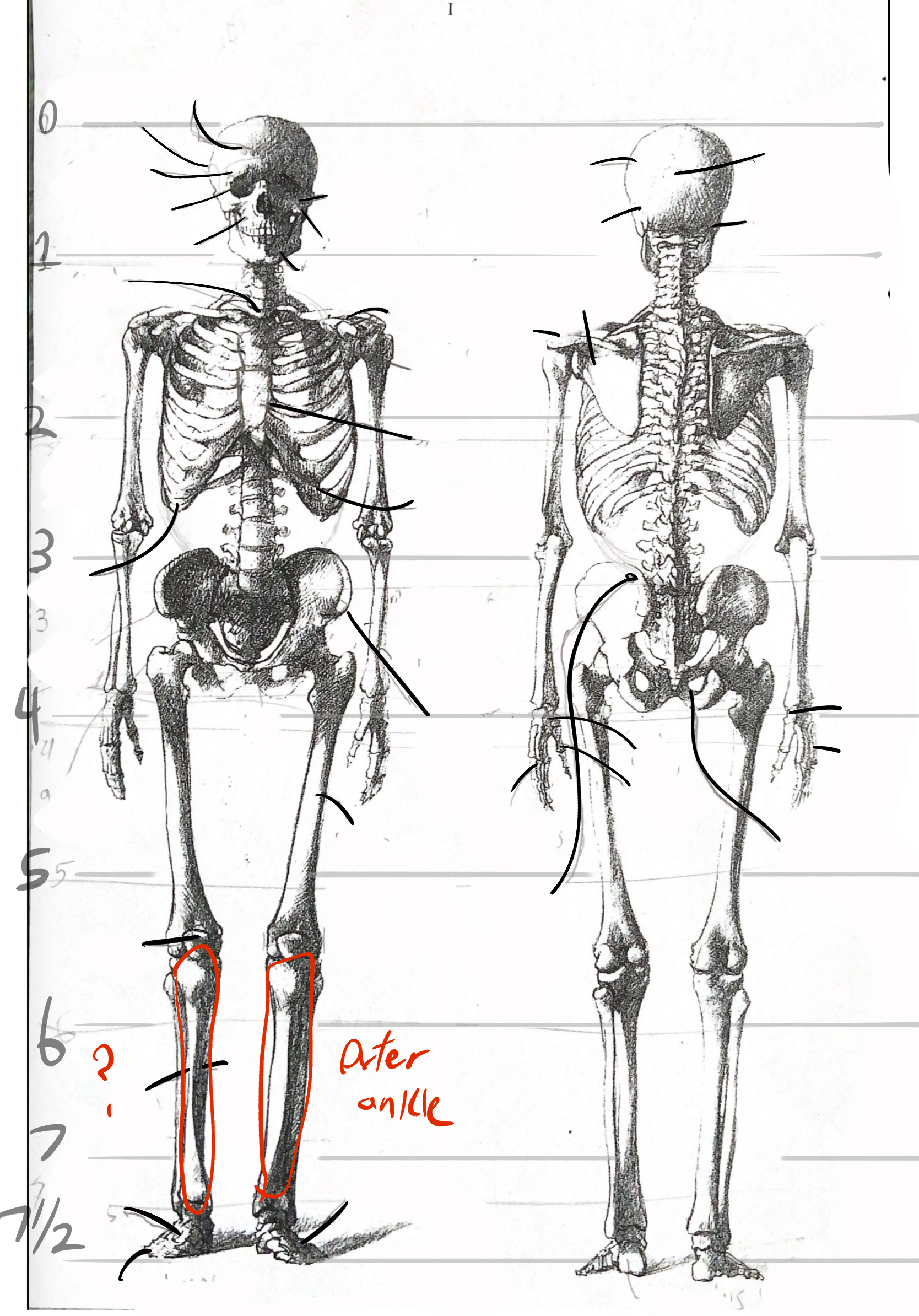 <p>(labeled wrong, inner ankle)</p>