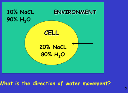 <p>Hypotonic Osmosis</p>